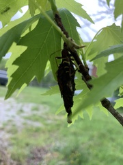 Neoclytus acuminatus