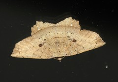Polyacme subpulchra