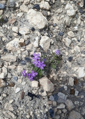 Glandularia delticola