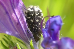Oxythyrea funesta