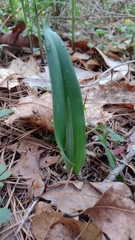 Galearis spectabilis