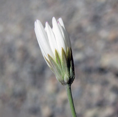 Atrichoseris platyphylla
