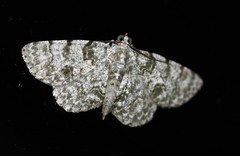 Dyscheralcis crimnodes