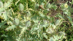 Argemone platyceras