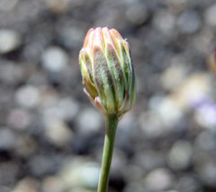 Atrichoseris platyphylla