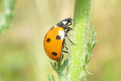 Coccinella septempunctata