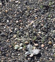 Atrichoseris platyphylla