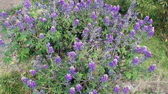 Lupinus montanus