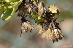 Porophyllum punctatum