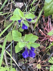 Scutellaria tuberosa