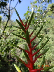 Tillandsia calothyrsus