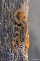 Centruroides baldazoi