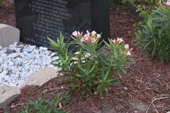 Nerium oleander