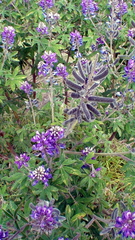 Lupinus montanus