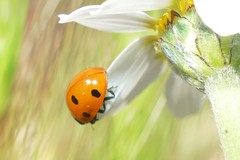 Coccinella septempunctata