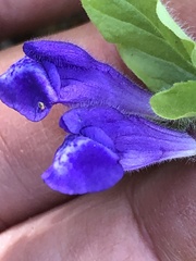 Scutellaria tuberosa
