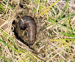 Lepidoptera
