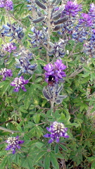 Lupinus montanus