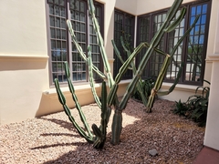 Lophocereus schottii