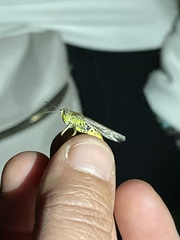 Chorthippus apicalis