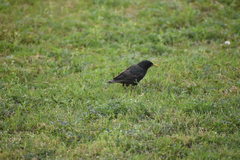 Sturnus vulgaris