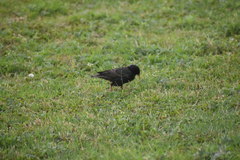 Sturnus vulgaris