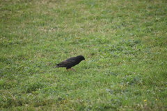 Sturnus vulgaris