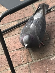 Columba livia domestica