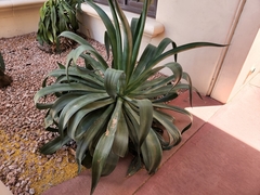 Agave