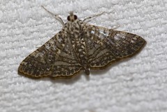 Glyphodes pulverulentalis