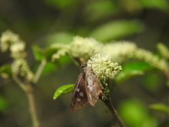 Polygonus leo arizonensis