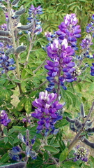 Lupinus montanus