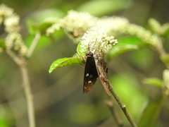 Polygonus leo arizonensis
