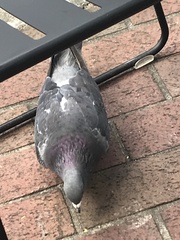 Columba livia domestica