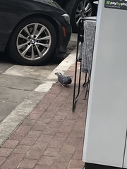 Columba livia domestica