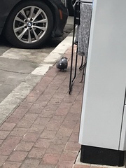 Columba livia domestica