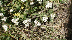 Lithospermum distichum