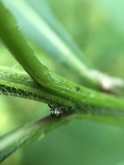 Cylindrocopturus quercus