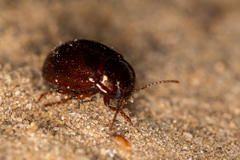 Chrysolina staphylaea
