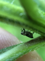 Cylindrocopturus quercus