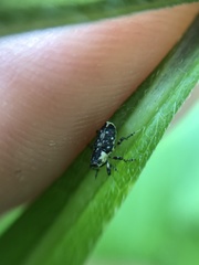 Cylindrocopturus quercus