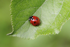 Coccinella septempunctata