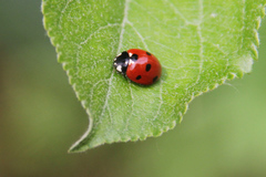 Coccinella septempunctata