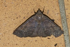 Ophyx eurrhoa