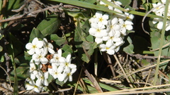 Lithospermum distichum