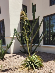 Agave