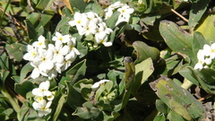 Lithospermum distichum