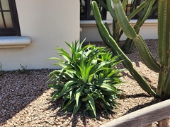 Agave