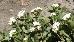 Lithospermum distichum