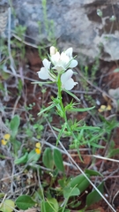 Misopates calycinum